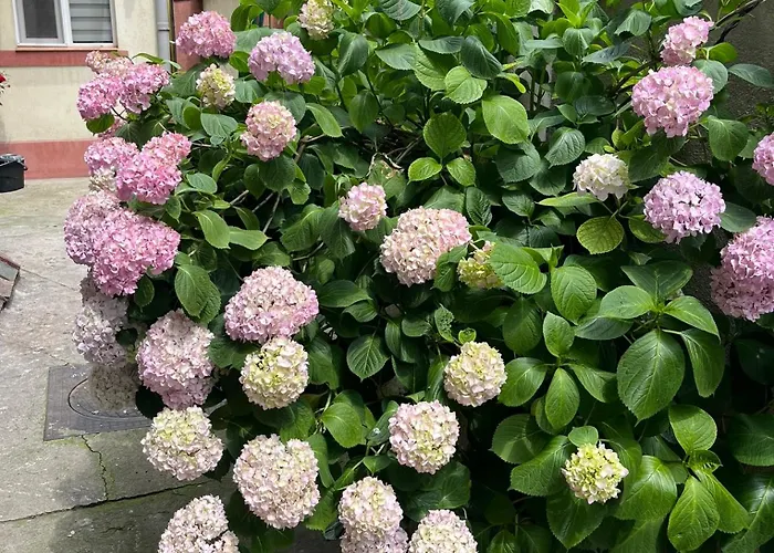 Cozy House In Elegant Cotroceni Area ブカレスト